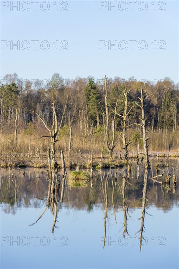 Dead trees in the Schwenninger moss