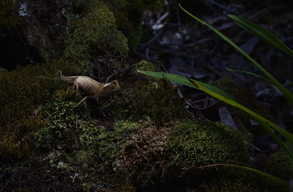 Marojejy leaf chameleon