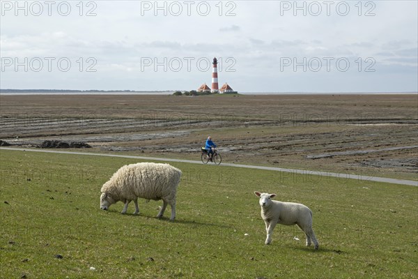 Ewe and lamb grazing on dyke in front of Westerhever lighthouse