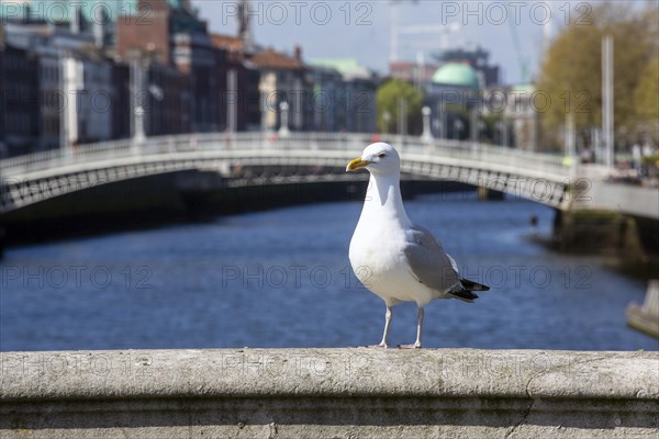 A gull commands attention in the sunshine on OConnell Bridge with the Hapenny Bridge in the background. Dublin