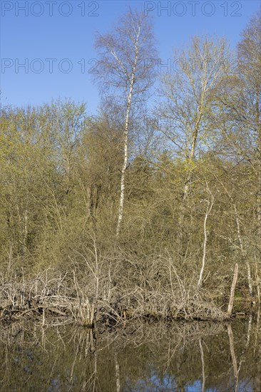 Dead trees in the Schwenninger moss
