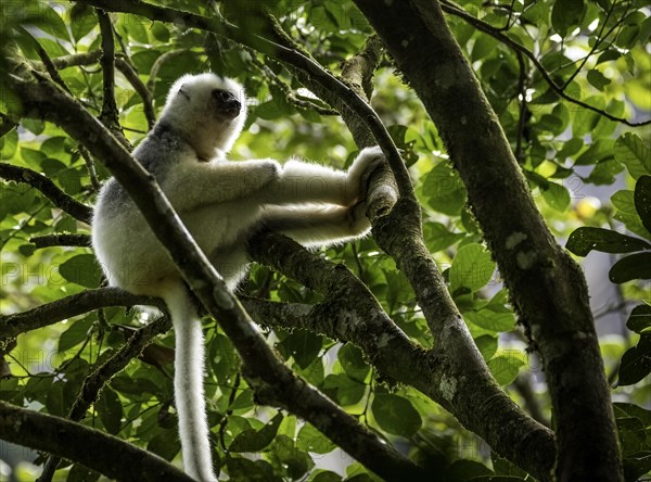 Silky sifaka