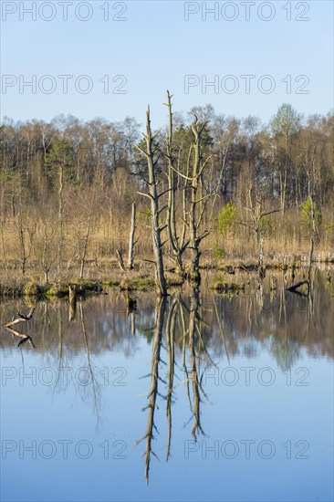 Dead trees in the Schwenninger moss