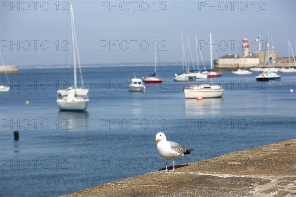 Bird on promenade at Dun Laoghaire
