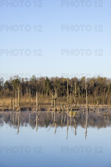 Dead trees in the Schwenninger moss