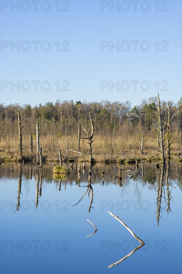 Dead trees in the Schwenninger moss