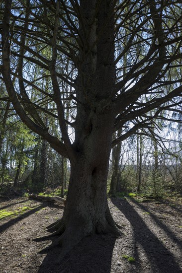 Old fir tree in the Schwenninger moss nature reserve