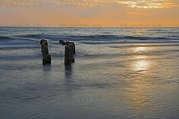 Algae-covered groynes at sunset on the beach of Rantum