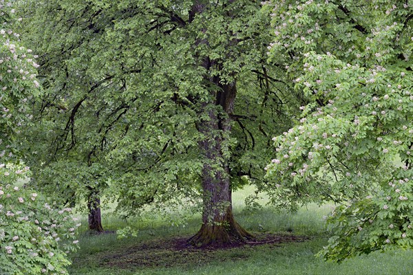 Deciduous trees in a meadow