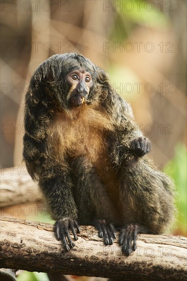 White-faced saki