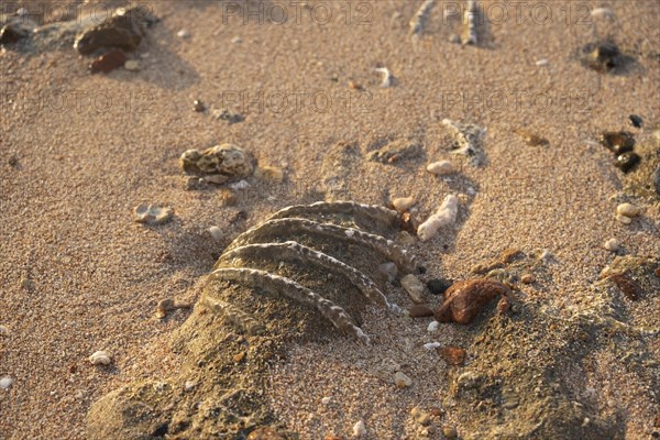 Close-up of the fossilized tridacna clam shell on a coral sand beach in the surf zone. Red Sea