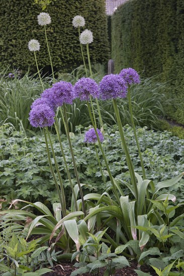 Globe leek