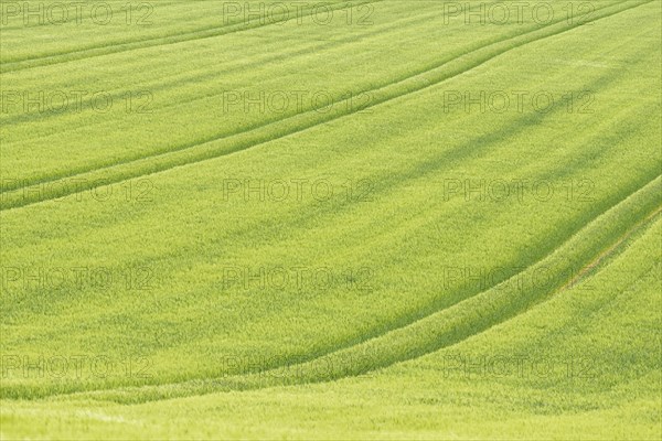 View over a grain field