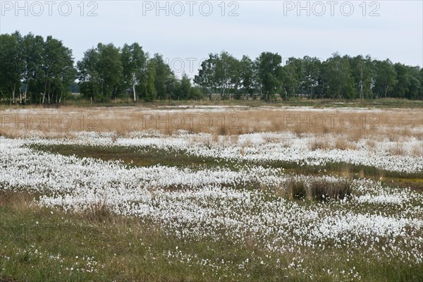Common cottongrass