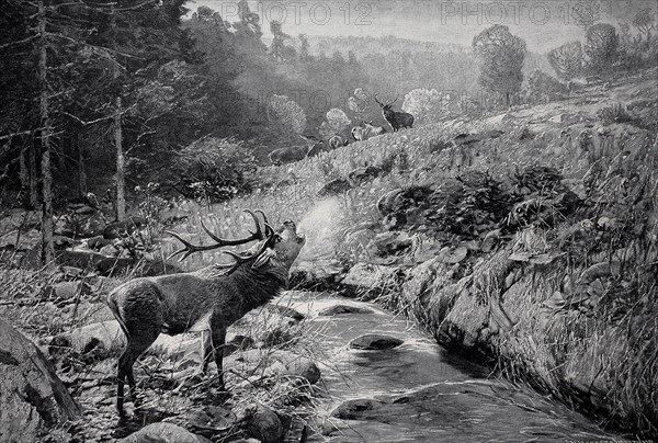 Morgenstimmung im Fruehherbst im Harz