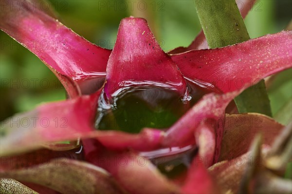 Blushing Bromeliad