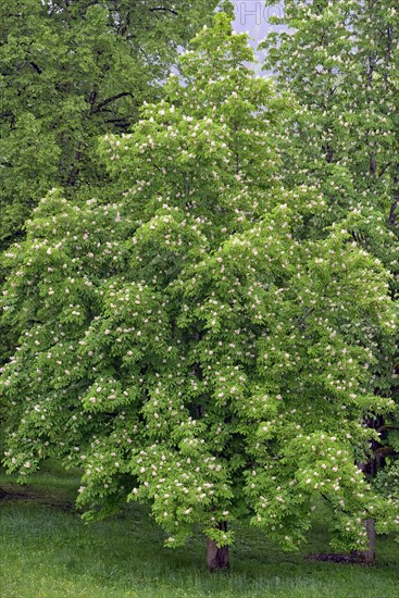 Horse chestnut