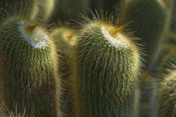 Cacti
