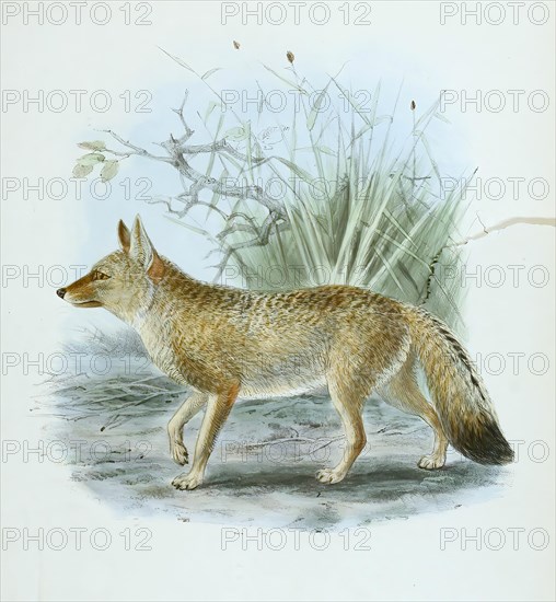Brazilian fighting fox