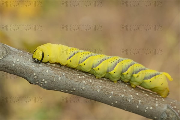 Larva