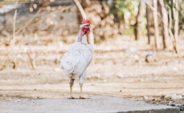 Beautiful breed rooster in the yard