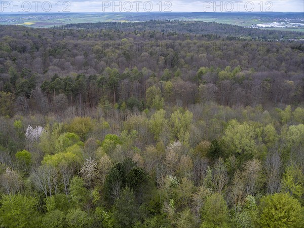 Baeume im Naturpark Schoenbuch bei Herrenberg