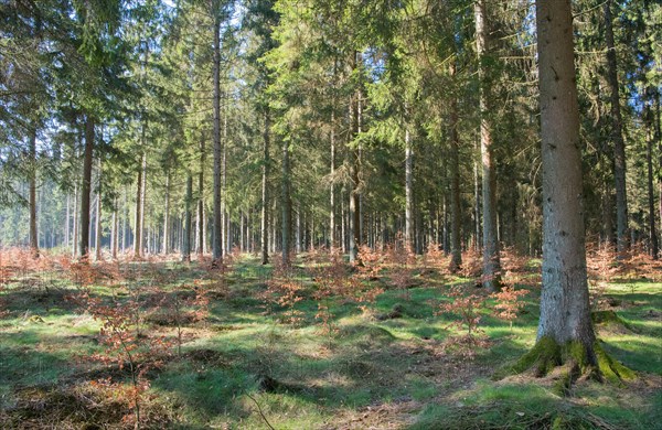 Forest in transition