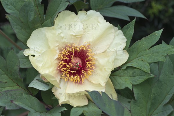 Tree peony