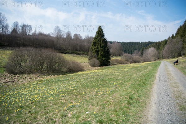 Daffodil meadows in the Eifel National Park