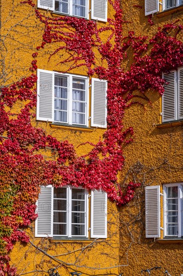Inner courtyard with yellow apartment buildings