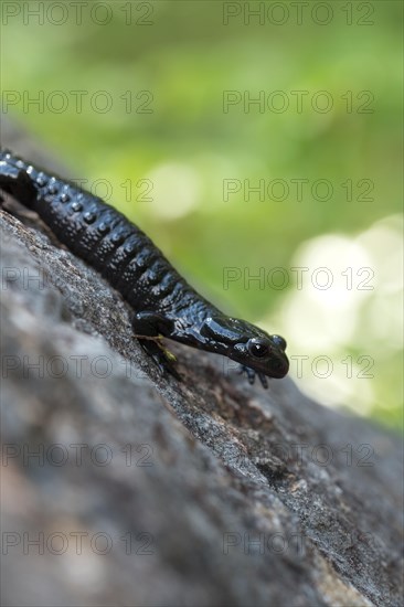 Alpine salamander