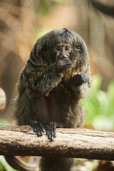 White-faced saki