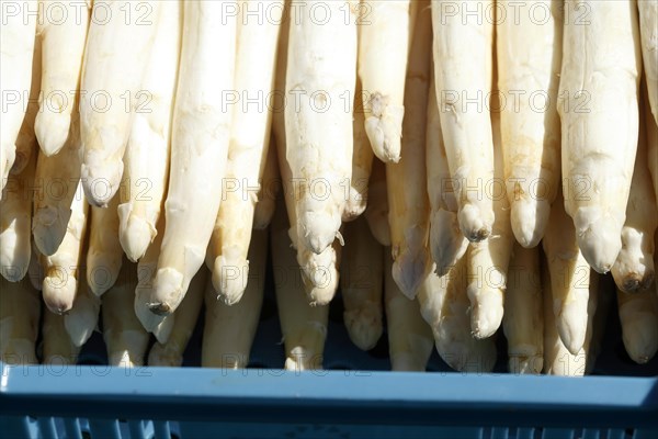 Frischer Spargel auf einem Marktstand