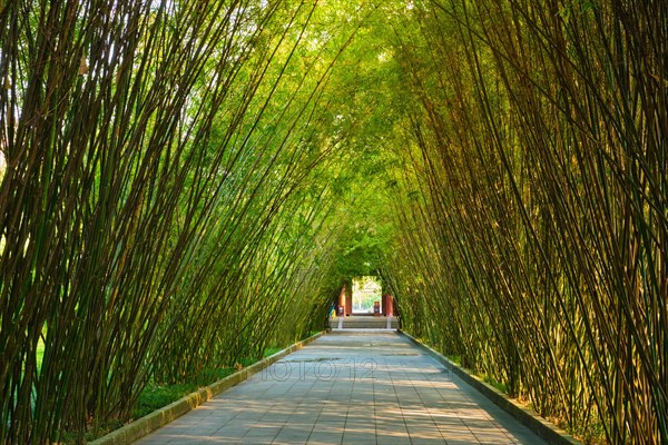 Path in bamboo forest brove in Wangjiang Pavilion