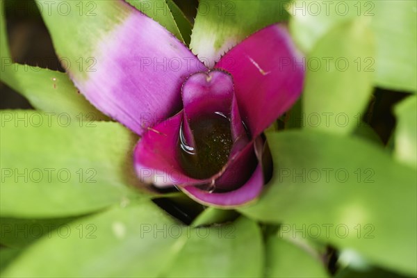 Blushing Bromeliad