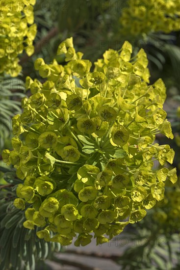 Wood Spurge