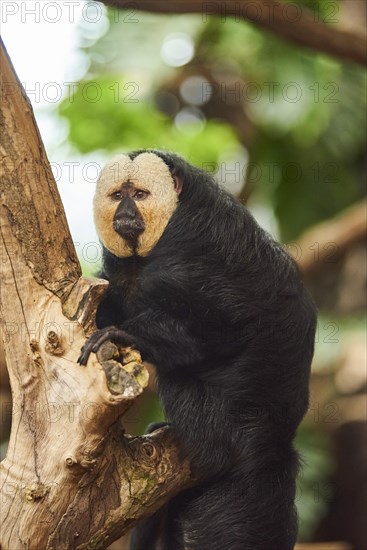 White-faced saki