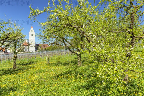 Fruit tree blossom in spring