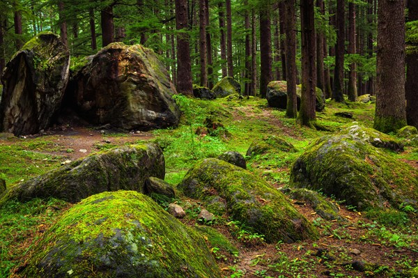 Pine forest with rocks. Manali