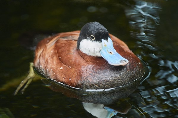Ruddy duck