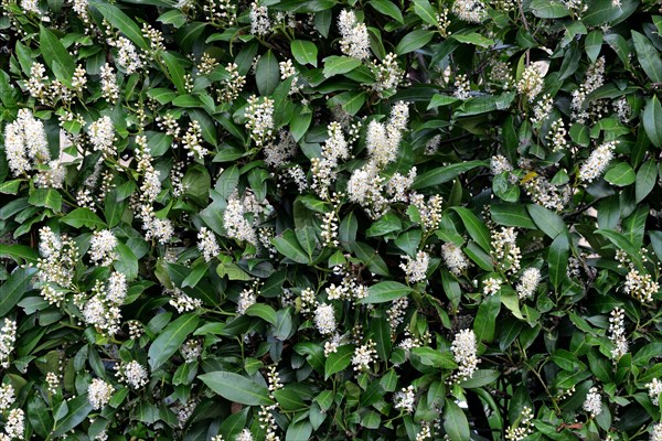 Bluehende Kirschlorbeer-Hecke