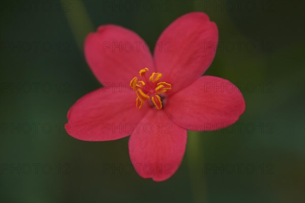 Peregrina flower