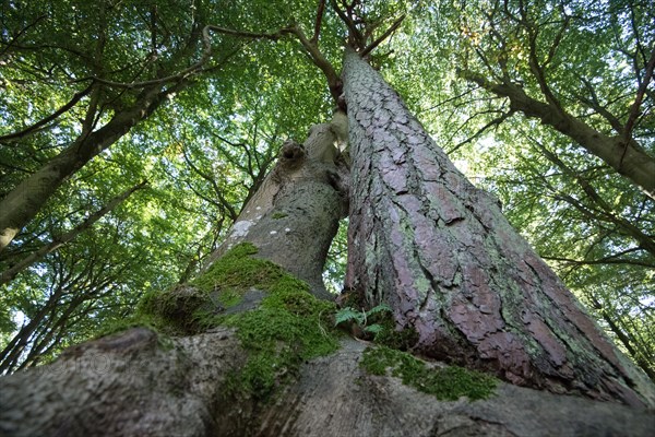 Darss primeval forest
