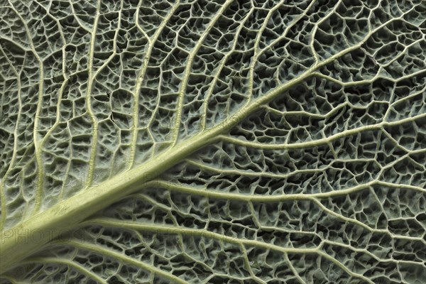 Leaf structure of a vegetable cabbage