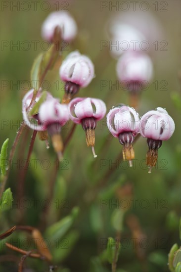 swamp cranberry