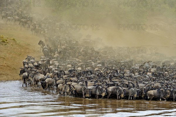 Wildebeest