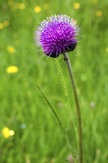 Brook thistle
