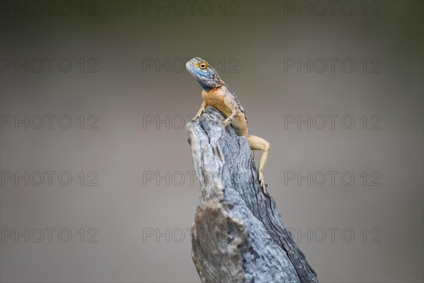 Ground agama