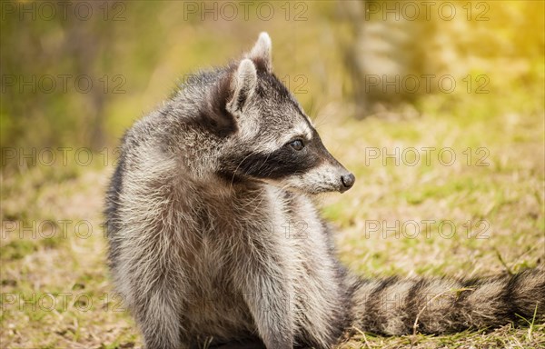 Close up of a raccoon in its habitat