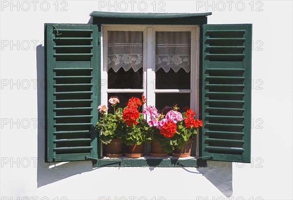 Blumenfenster mit Belagonien und gruenen Fensterlaeden